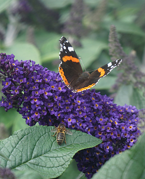 Laat je verrassen door onze Buddleja-collectie! Deze geliefde vlinderstruiken bloeien rijk van de zomer tot de herfst met geurige bloemen in vele kleuren, boordevol nectar voor bijen en vlinders. De laagblijvende Buddleja Chip<sup>®</sup> soorten zijn perfect voor in een pot of in een border. De Pugster<sup>®</sup> soorten combineren extra grote bloemen met een laagblijvende groei. De Miss soorten worden ongeveer 150 hoog en zijn de perfect kleurrijke blikvanger in je tuin. 