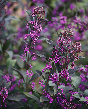 Ontdek Callicarpa bij Proven Winners<sup>®</sup>! Deze sierlijke struik heeft prachtige donkerpaarse bladeren en steelt de show in het najaar met schitterende paarse bessen die lang aan de takken blijven zitten. Sterk, opvallend en gemakkelijk te verzorgen!