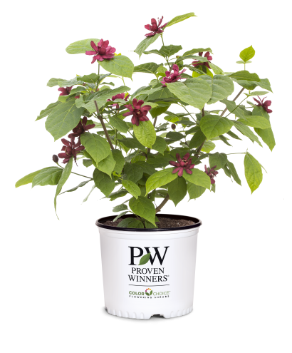 calycanthus aphrodite 3 gal