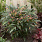5462 mahonia junglewhisper bbm9 2 proven winners 