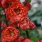 67 chaenomeles spec. mango storm 3