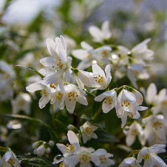 deutzia yuki snowflake ncdx1 8 proven winners 