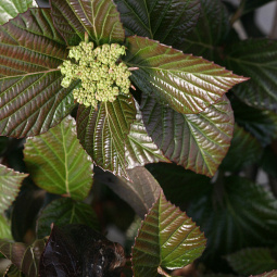 viburnum x ncvx1 shiny dancer proven winners 1e