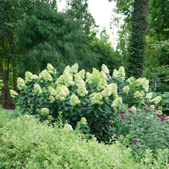 hydrangea pan. lime light prime smnhpph 2e proven winners 