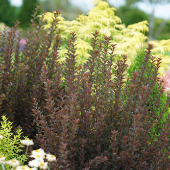 physocarpus opu. tiny wine smpotw 7 hr proven winners 