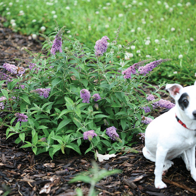 buddleja chip lilac chip valbud 3 3 proven winners 