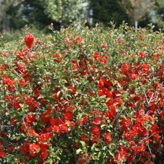 chaenomeles spec. orange storm 5 proven winners 