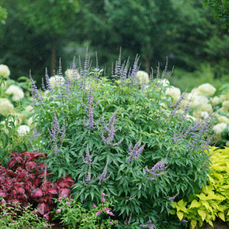 vitex agnus castus blue diddley smvacbd 6 proven winners 