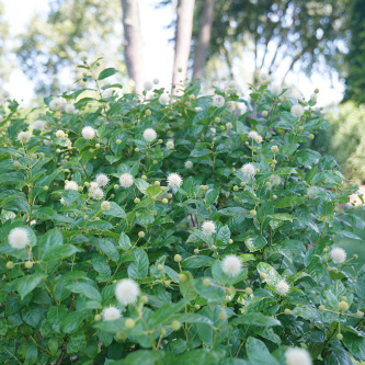 cephalanthus sugar shack dsc06519.1