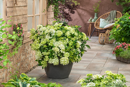 hydrangea x fairytrail green wnhydfbwmh 8 pw