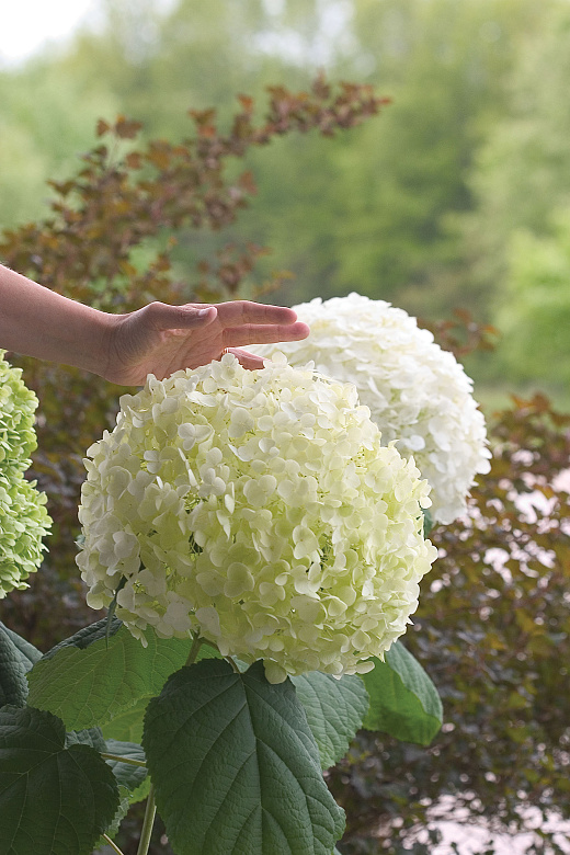 hydrangea arb. strong annabelle abetwo 1 2e proven winners .jpg?1755850746&focus=45.88 54