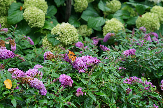 buddleja pugster orchid smnbdo 9 proven winners .jpg