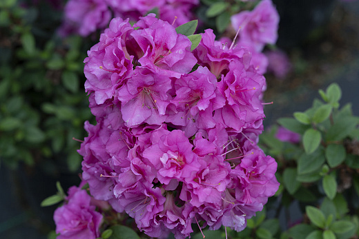 rhododendron perfecto mundo double purple ncrx4 2e proven winners 