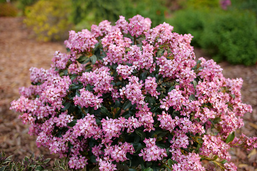 rhaphiolepis la vida mas 1