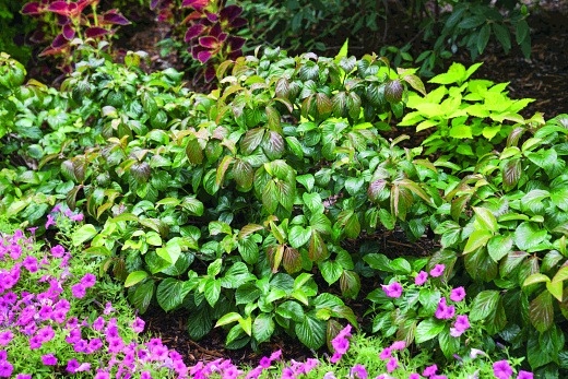 viburnum x ncvx1 shiny dancer proven winners 4e