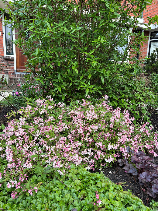 deutzia yuki cherry blossom ncdx2 23 proven winners 