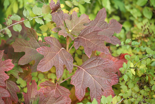 hydrangea quer. brenhill gatsby girl 3e proven winners .jpg