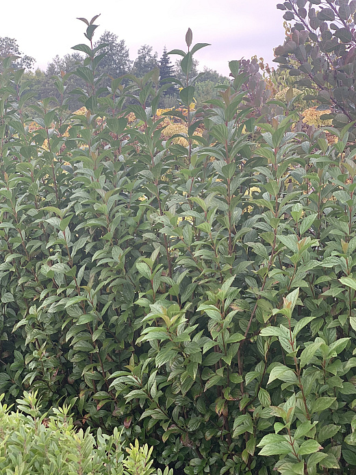 viburnum x sweet talker ncvx4 15 proven winners .jpeg