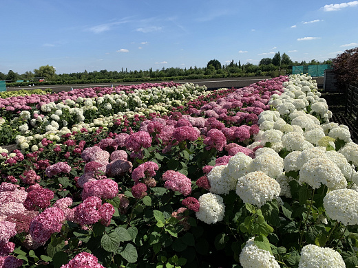 hydrangea arborescens in srt juli 2020 3