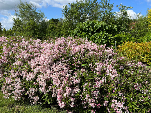 deutzia yuki cherry blossom ncdx2 16 proven winners 