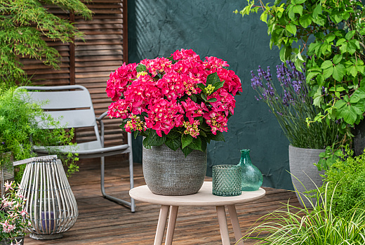 hydrangea m. flair flavours raspberry lemonade smnhml 16 pw