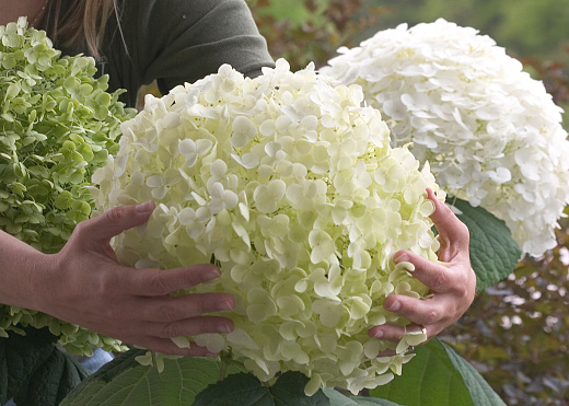 hydrangea arb. strong annabelle abetwo 10 proven winners 