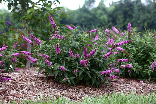 buddleja chip pink micro chip nc20102 1 cut out proven winners 