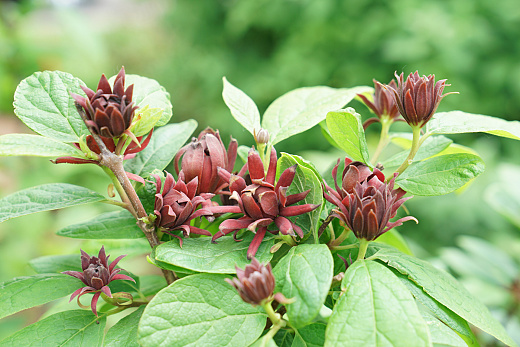 4125 calycanthus flor. simply scentsational 1