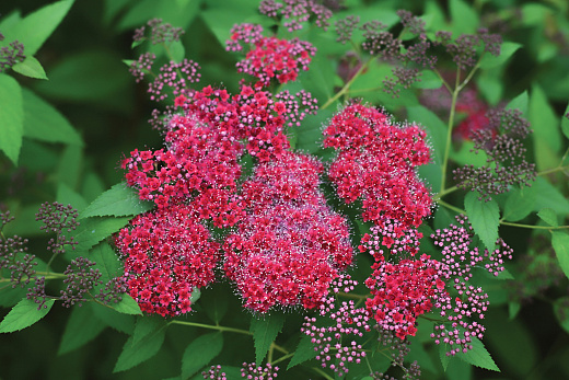 4128 spiraea jap. double play red 1