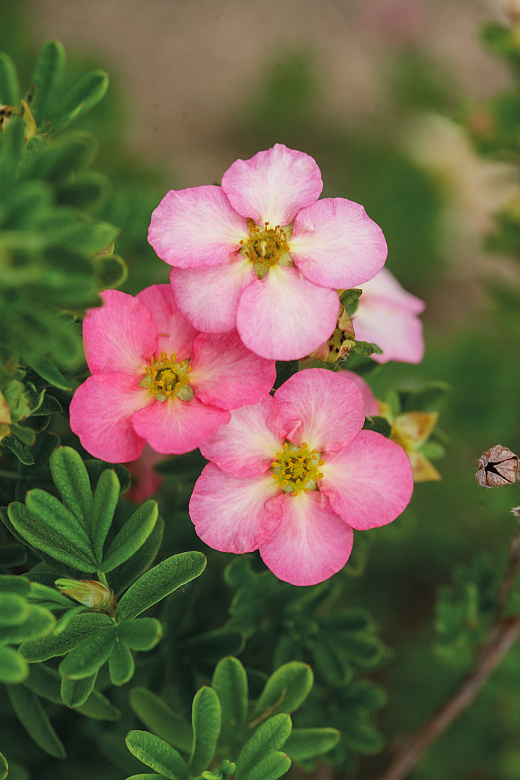 4144 potentilla frut. happy hearts pink star 2