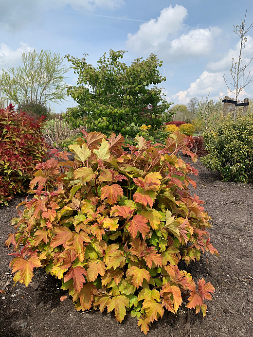 4150 viburnum op. oh canada smnvodr 14 proven winners 