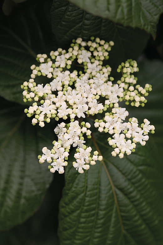 4150 viburnum x shiny dancer 3