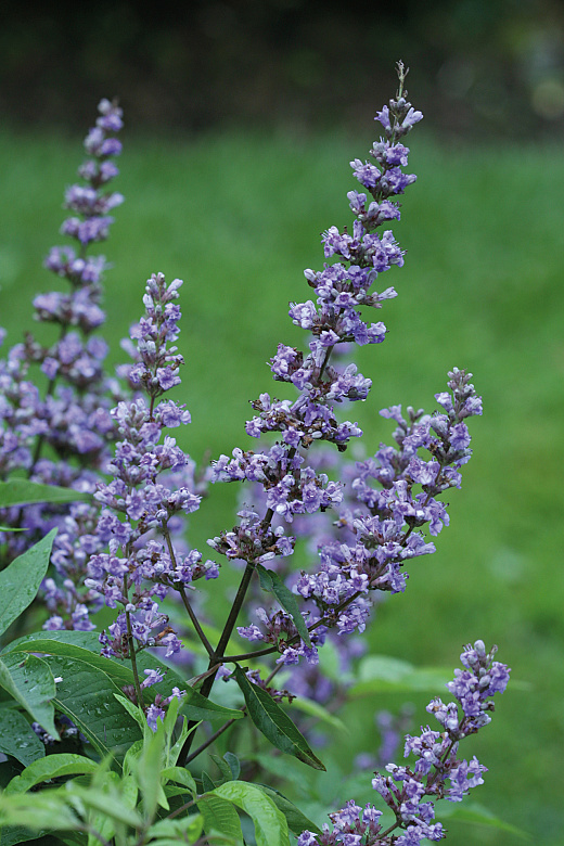 4151 vitex agnus castus blue diddley 4