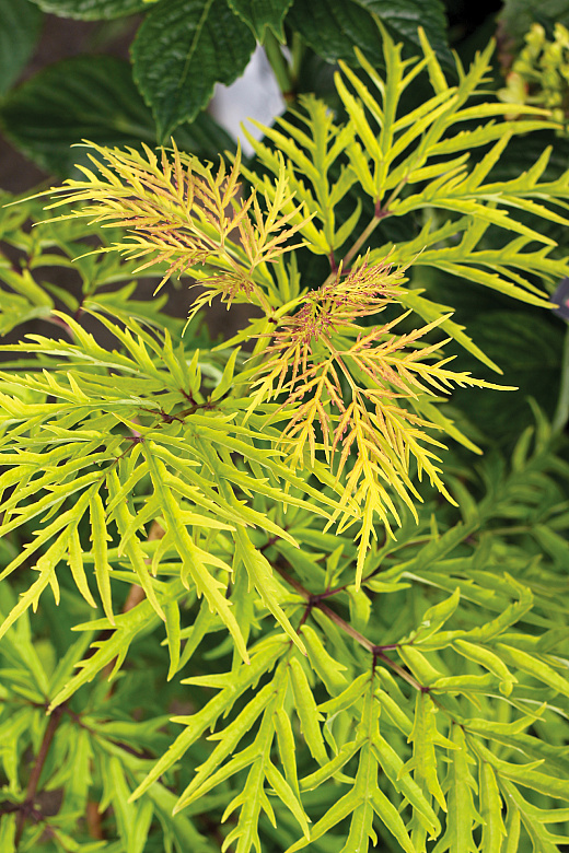 4155 sambucus rac. lemony lace 4