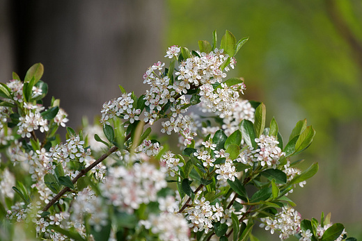 63 aronia mel. revontuli spreader 4