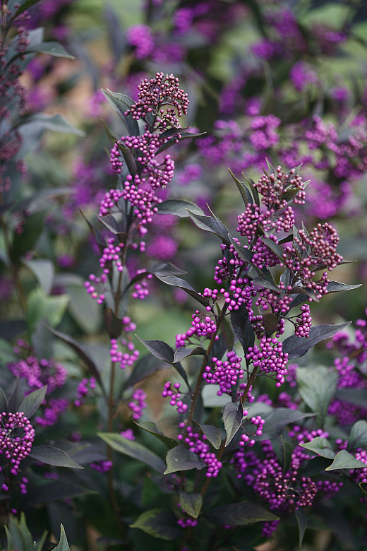 65 callicarpa x pearlglam 2