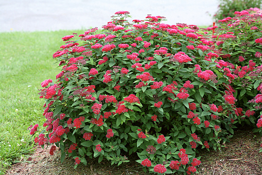19 spiraea jap. double play red smnsjmfr 6 roder proven winners 