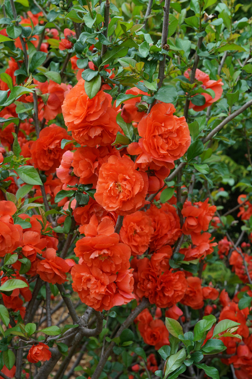 21 chaenomeles spec. orange storm 7 proven winners 