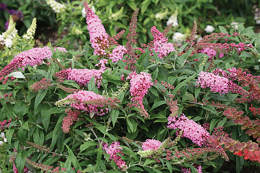 4187 buddleja rocketstar flamingo smnbdpt 4 proven winners 
