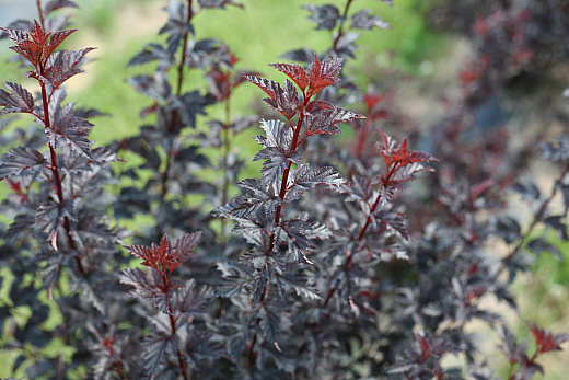 4371 physocarpus op. summer wine black smnpms 1e proven winners 