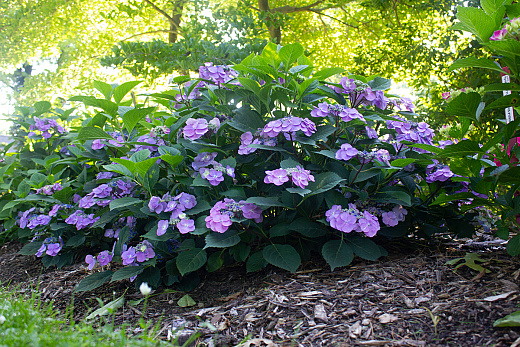 4373 hydrangea serr. flair flavours blueberry cheesecake mak20 7 pw