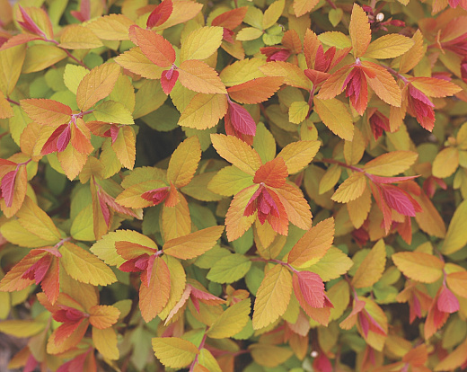 4375 spiraea x double play big bang tracy 1 3e cut out proven winners 