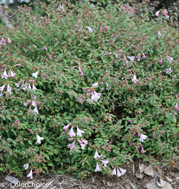 Pinky Bells L