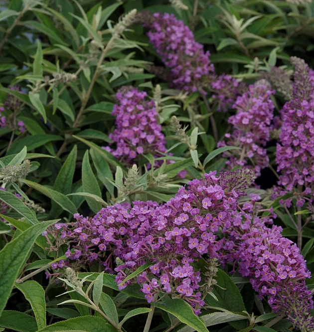 Purple Chip L