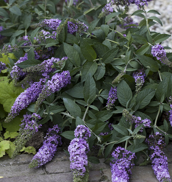 Lilac Chip