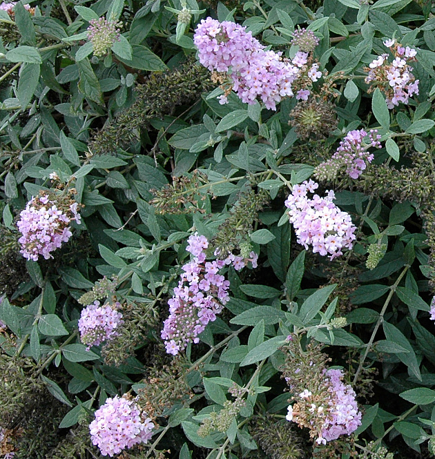 Lilac Chip L