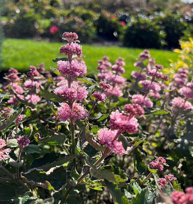 Beyond Pink'd 
