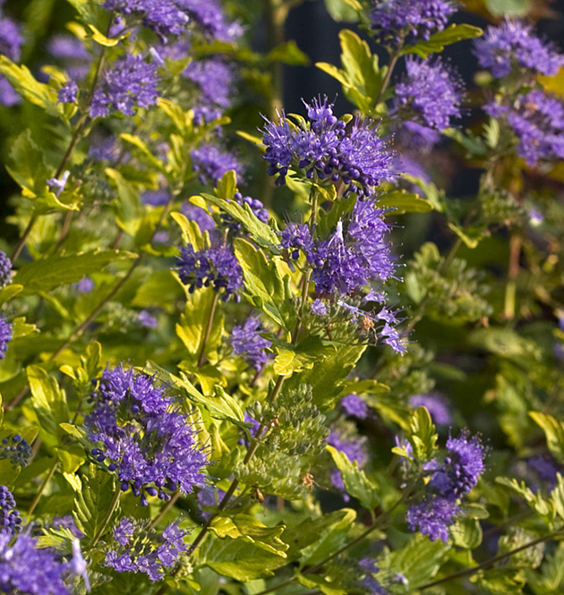 Sunny Blue<sup>®</sup> L