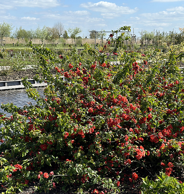 Mango Storm<sup>®</sup> L