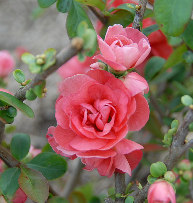 Pink Storm L